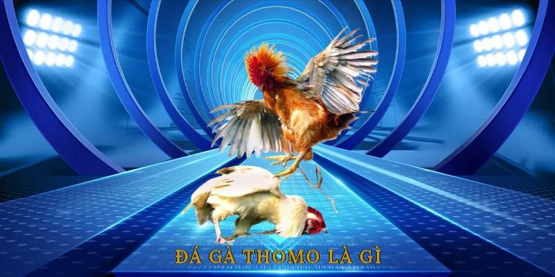 Đá Gà Thomo Bongvip